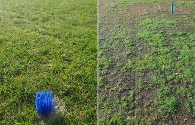 Wat doen die blauwe pluimpjes in het gras?